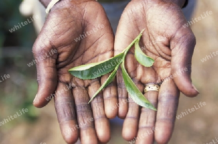 Asien, Indischer Ozean, Sri Lanka,
Eine Tamilische Frau beim pfluecken von Teeblaettern im Tee Anbaugebiet von Nuwara Eliya in Zentralen Gebierge von Sri Lanka. (URS FLUEELER)






