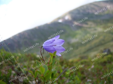 Zarte Blume im Fjell