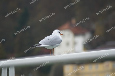 von hinten auch sch?n