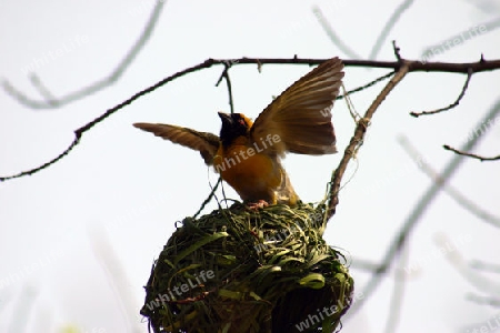 Spotted-backed Weaver, Ploceus cucullatus