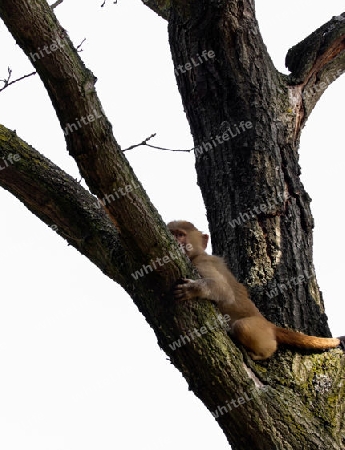 Baboon Monkey baby on the tree