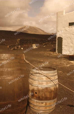 a wine farm in the centre of the Island of Lanzarote on the Canary Islands of Spain in the Atlantic Ocean.
