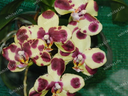 Exotische Orchidee