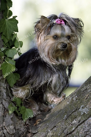 Yorkshire Terrier in Astgabel