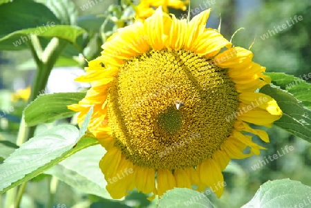 Sonnengru? aus der Wildsch?nau