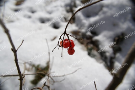 Rote Beere in Schneelandschaft