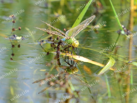 Gro?e K?nigslibelle (Anax imperator)