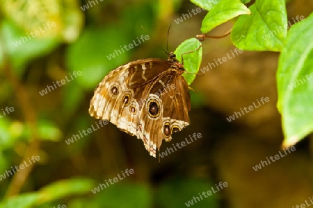 Exotischer Schmetterling