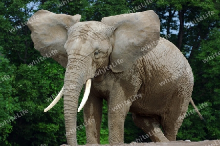 Elefant