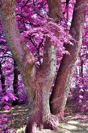 Beautiful pink and purple infrared panorama of a countryside landscape with a blue sky.