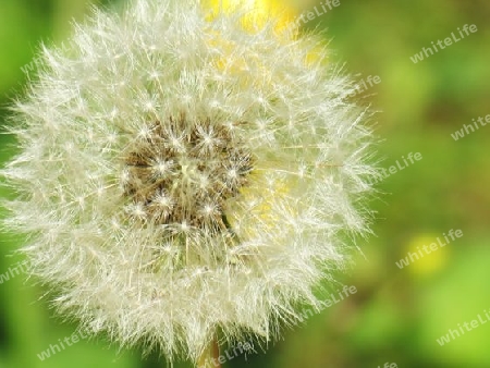 Pusteblume