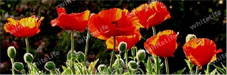 mohn