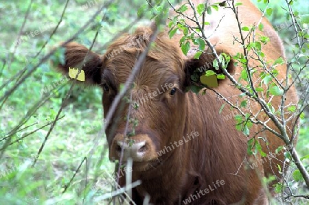 landwirtschaft 1