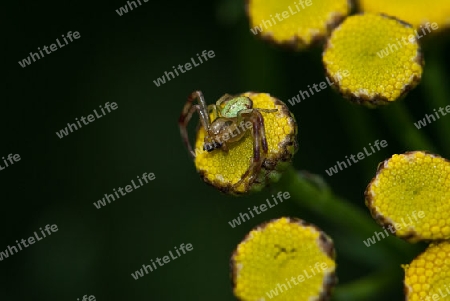 Spinne beim Mahl