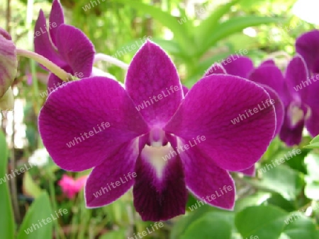 Orchidee