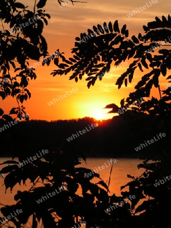 sonnenuntergang und Zweige