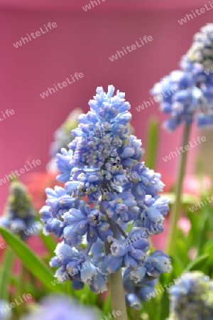 Muscari