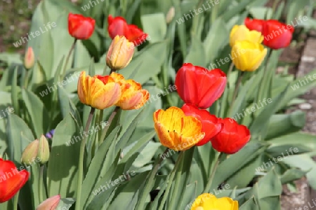 Tulpen