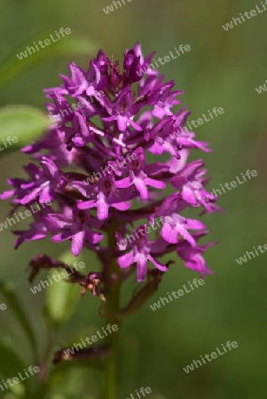 Pyramiden-Spitzorchis, Anacamptis pyramidalis