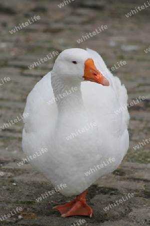 Gans viel Federn