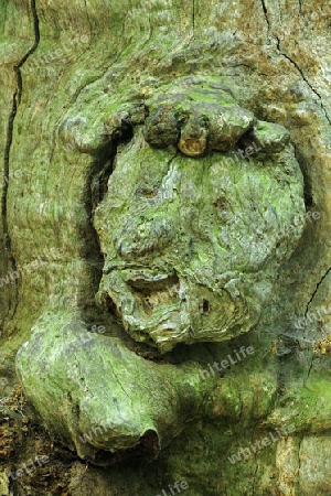 Baumgesicht an einer 800 Jahre alten Buche, Fagus,  Urwald Sababurg, Hessen, Deutschland