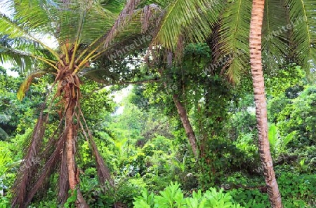 Beautiful palm trees at the beach on the tropical paradise islands Seychelles