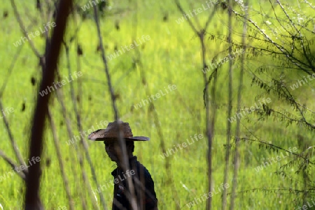 Ein Mann in der Landschaft mit reisfeldern in der Provinz Amnat Charoen nordwestlich von Ubon Ratchathani im nordosten von Thailand in Suedostasien.