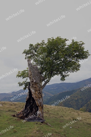 Aler Baum mit Leben