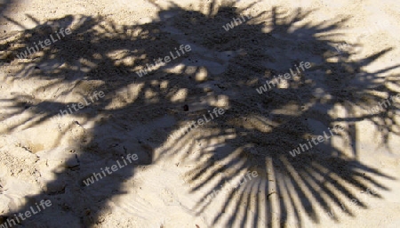 Palmenschatten