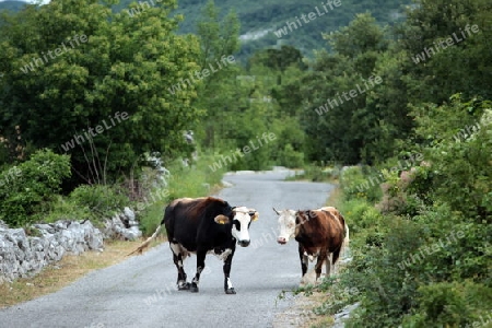 Europa, Osteuropa, Balkan. Montenegro, Skadar, See, Landschaft, Godinje, Strasse, Bergstrasse, Landwirtschaft,   