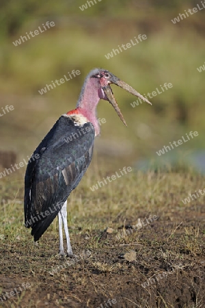 Marabu (Leptoptilos crumeniferus) spreizt den Schnabel am fruehen Morgen, Masai Mara, Kenia