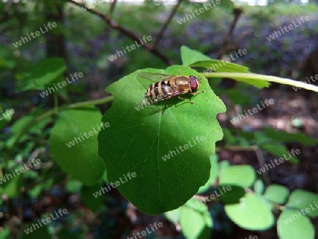 Schwebfliege im Mai II