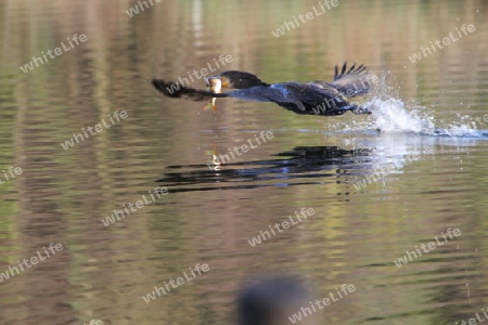 Kormoran beim fischen