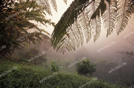 a tropical Forest up the hills of the city Copan in Honduras in Central America,