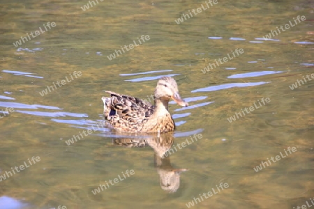 Ente im spiegelbild