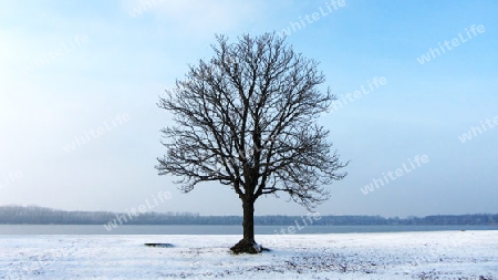 Winterbaum