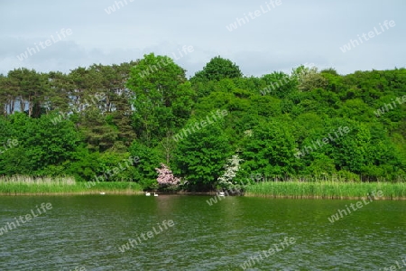 Grüne Wasser Idylle