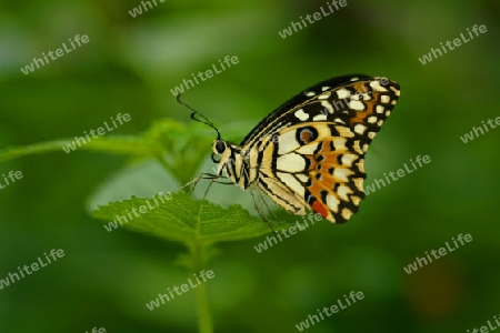 Schmetterling