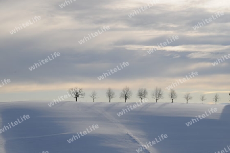 Winterlandschaft - winter landscape