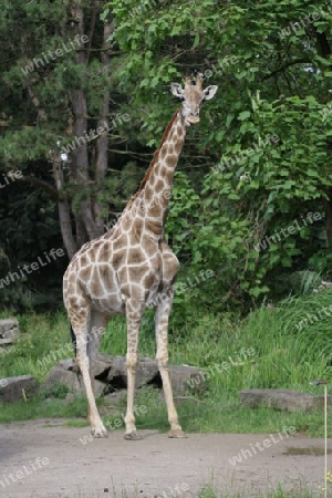 Giraffe - Giraffa camelopardalis