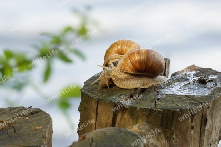 Schnecke