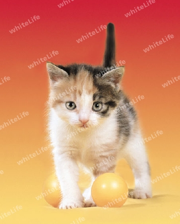 kitten with the balls