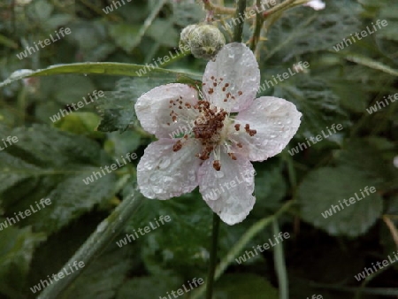 Brombeerblüte im Regen IV