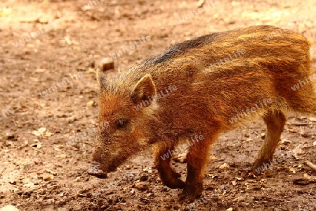 Wildschwein Frischling