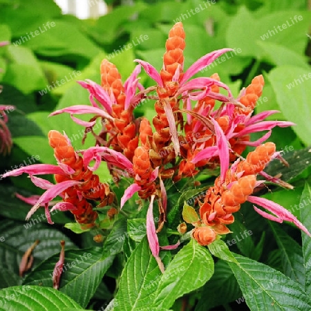 red flowers