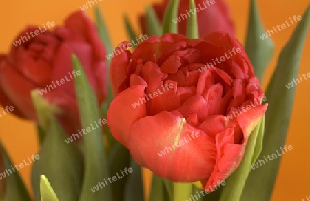 Tulpe