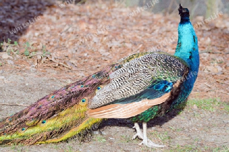 Blauer Pfau