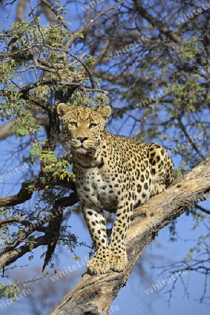 Leopard (Panthera pardus) h?lt Ausschau auf einem Baum am Abend , Khomas Region, Namibia, Afrika