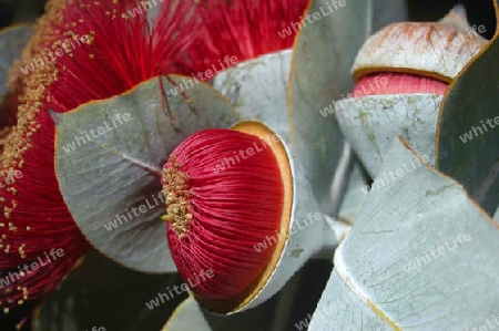 Eukalyptusbl?te - Eucalyptus alba