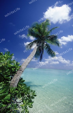 
Palmen am Strand der Insel Meeru im Northmale Atoll auf den Inseln der Malediven im Indischen Ozean. 